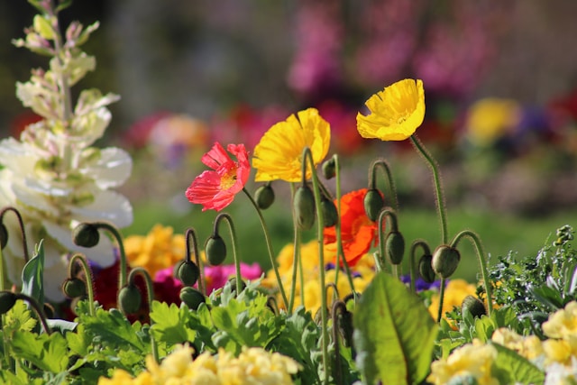 Jardin des Plantes