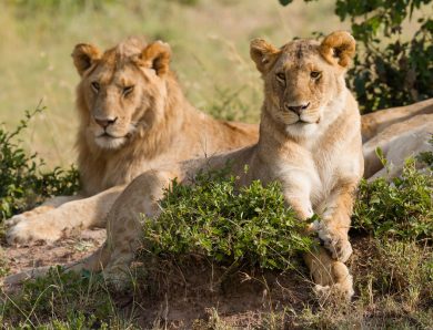 Combien de jours devriez-vous passer en safari au Kenya ?