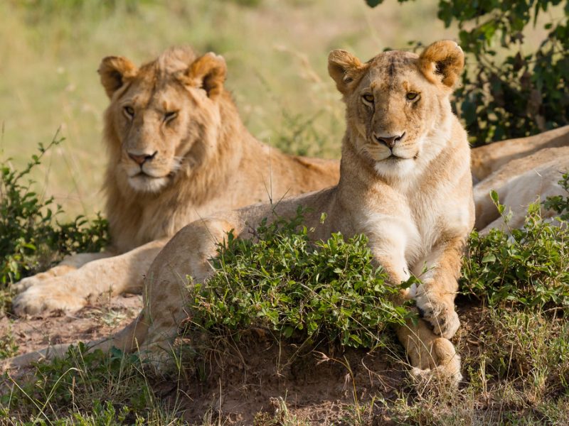 Combien de jours devriez-vous passer en safari au Kenya ?