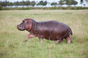 Hippopotame Kenya