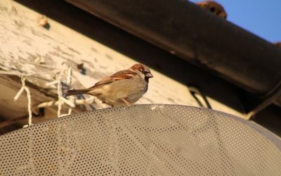isoler cache moineau