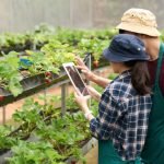 cultiver des légumes à l'intérieur