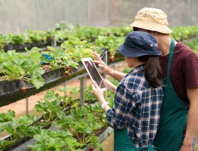 Cultiver des légumes à l’intérieur : un passe-temps enrichissant et durable