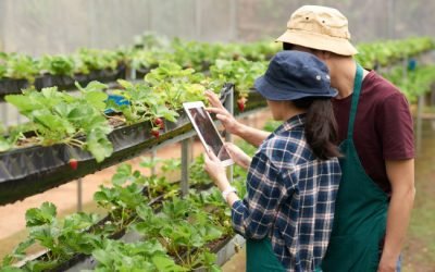 cultiver des légumes à l'intérieur