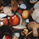 Mushngo champignons
