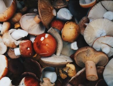 Mushngo : l&rsquo;excellence des champignons adaptogènes au cœur de votre bien-être