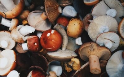 Mushngo champignons