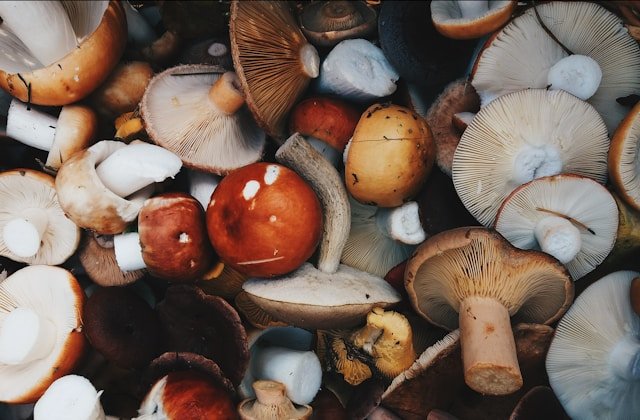 Mushngo : l&rsquo;excellence des champignons adaptogènes au cœur de votre bien-être